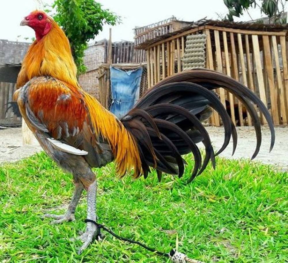 Gallo Peruano Navajero.